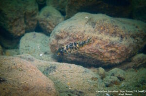 Metriaclima fainzilbergi 'Cape Kaiser'